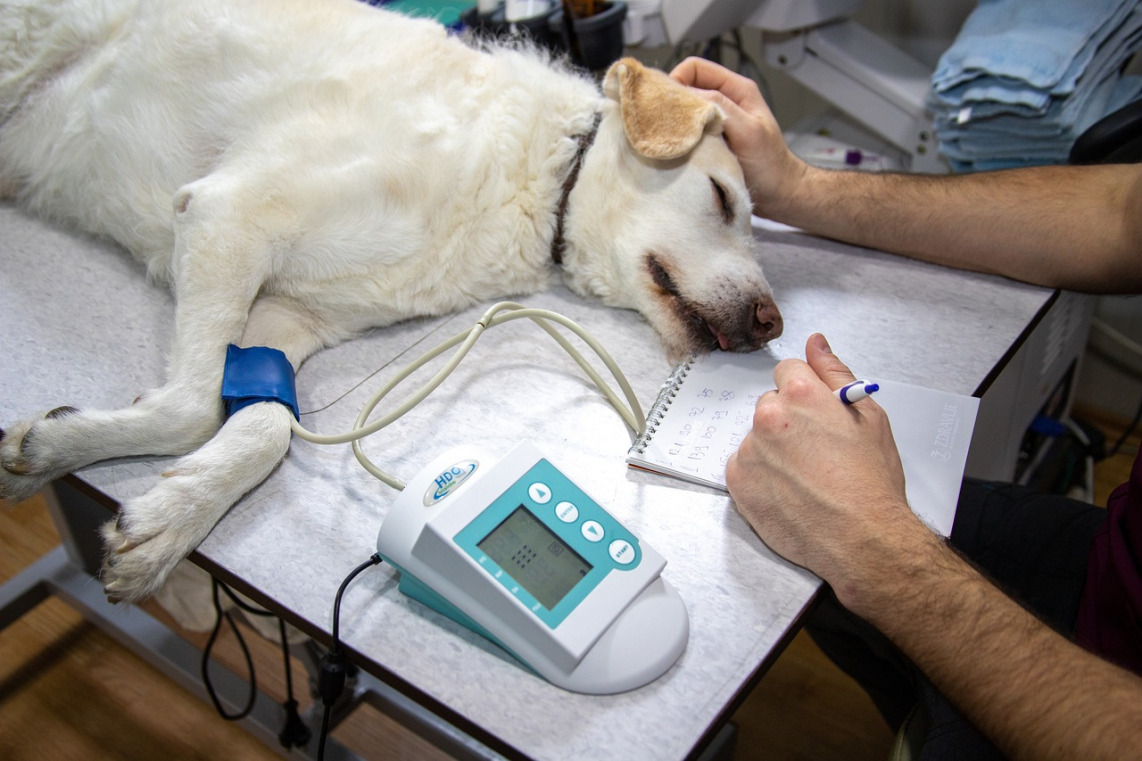 veteriner muayene köpek checkup